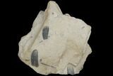 Pennsylvanian Fossil Fern (Macroneuropteris) Leaflets - Kentucky #126230-1